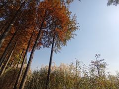 -太湖湖滨国家湿地公园-停车场