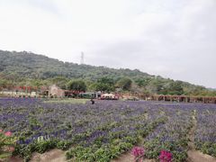 -丹樱生态园