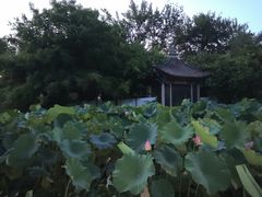 -莲湖公园