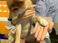 -柴犬高等学院·狗咖·柴犬售卖·宠物训练