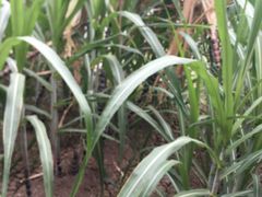 -万源龙顺度假庄园生态观光园