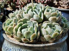 -星光城