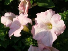 -哈尔滨文化公园