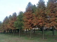 -羊亭河湿地公园