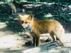 -宫城藏王狐狸村