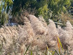 -济南国际园博园