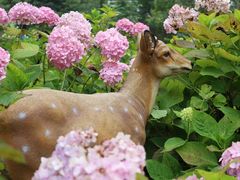 -上海共青森林公园