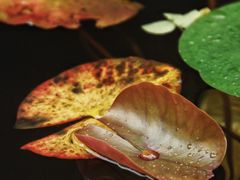 -亦缘居私家别院