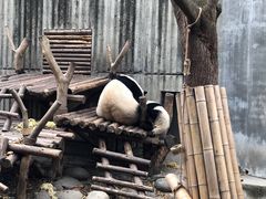 -中国大熊猫保护研究中心雅安碧峰峡基地