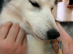 -Husky Go! 哈士奇体验馆·宠物咖啡厅狗咖