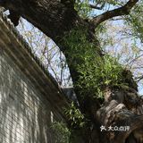 春色正好,游客不少。疫情前只有附近居民饭后来遛达