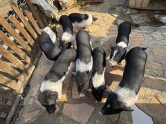 -HERRE·FARM 赫尔露营农场·团建聚会包场