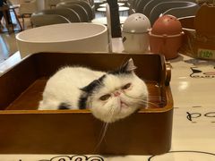 -藏猫猫咖啡主题馆(中央大道店)