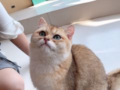 -飞行喵MR PILOT|猫舍·猫咖(静安大融城店)