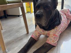 -北京派仕佳德动物医院·超导核磁·CT·神经科·骨科·内外科·急重症管理中心