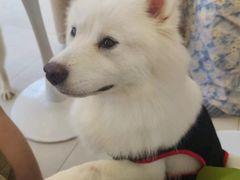 -怪兽屋·羊驼·猫咖·狗咖(俊华广场店)