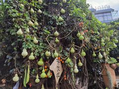 -广州市石门国家森林公园