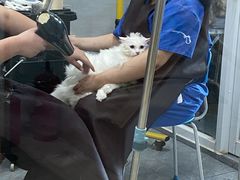 -宠福鑫康馨动物医院·骨科·眼科