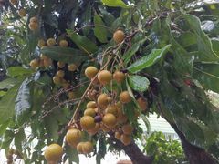 -光明刘冰乳鸽店(光明法政北路店)