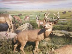 -陕西自然博物馆