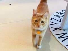 -藏猫猫咖啡主题馆(中央大道店)