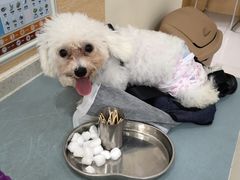 -美联众合动物医院·24h京西诊疗中心