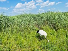 -黑龙江扎龙生态旅游区