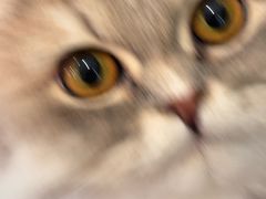 -平行世界·猫咖(首经贸店)