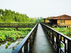 -泗洪洪泽湖湿地景区