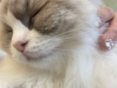 -有喵·猫咖·狗咖·30几只猫10只小狗(岗厦店)