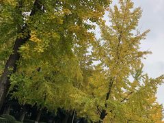 -四川大学(华西校区)