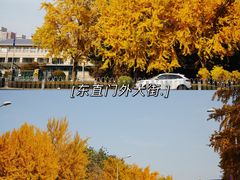 -三里屯东五街银杏大道