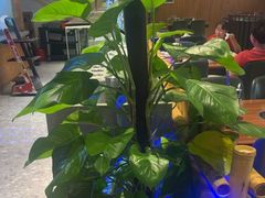 -龙泉人椰子鸡·糟粕醋·地标海南菜(龙昆南店)