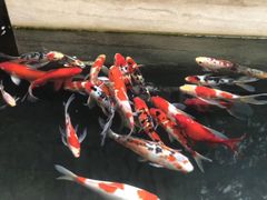 -苏州环秀晓筑养生度假村