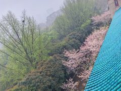-武汉大学-樱园