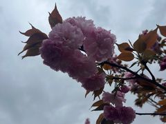 -高东镇樱花园