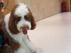 -帕帕拉兹宠物(亚洲旗舰店)