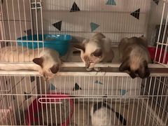 -Cappucimeow猫咪咖啡馆(韦伯时代店)