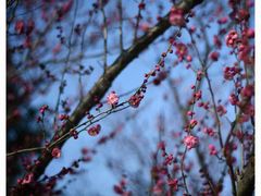 -桃花涧