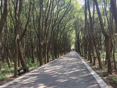 -同里国家湿地公园