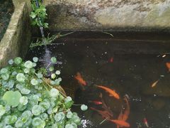 -临江宴餐厅·桐庐菜(富春江店)
