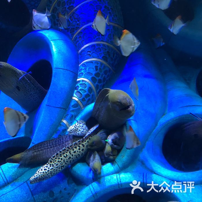 亞特蘭蒂斯失落的空間水族館圖片-北京海洋館-大眾點評網