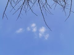 -眉州东坡(上海中心店)