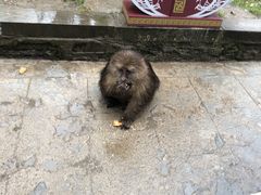 -峨眉山风景名胜区