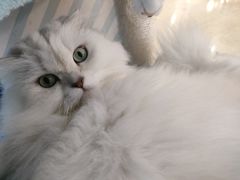 -糯米喵星人·撸猫猫舍咖啡馆(西市场嘉华店)