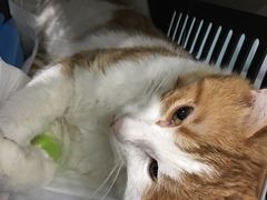 -纳吉亚猫专科动物医院·北北分院