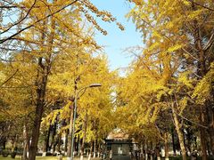 -四川大学(望江校区)
