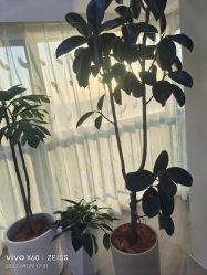 -HEYAN荷妍专业脱毛连锁机构