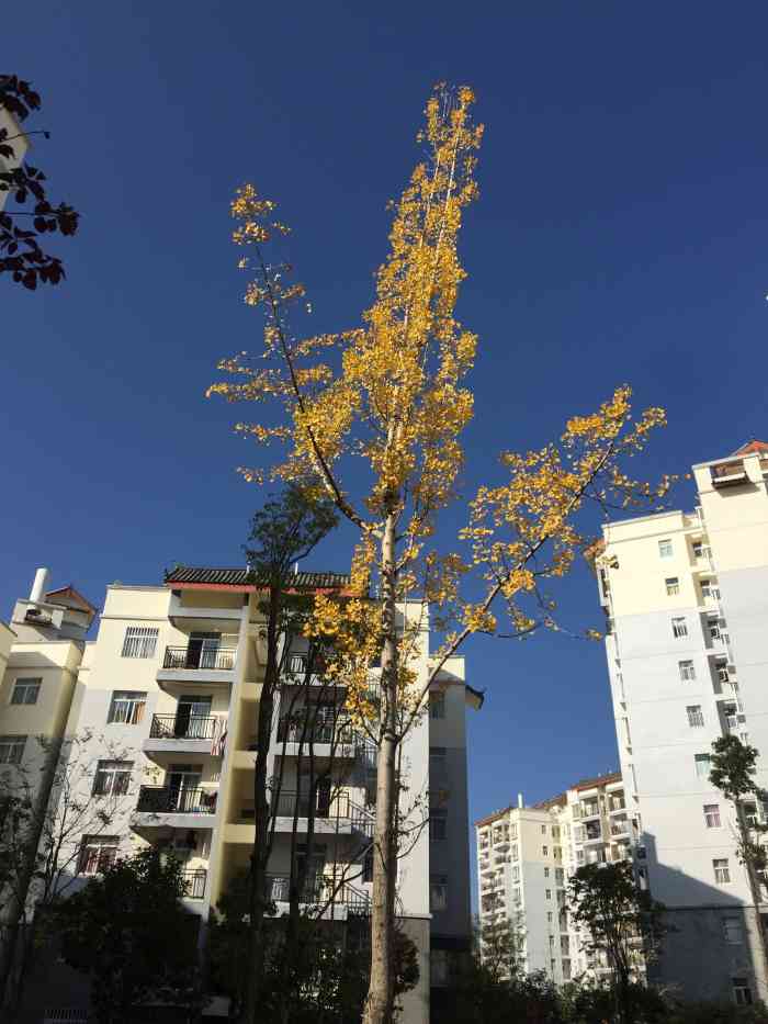 丽惠公寓-"99要对周末负责呀99突然想到一句话:."-大众点评移动版