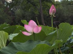 -莲花池公园